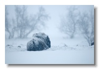 Musk Ox_ANL_6709